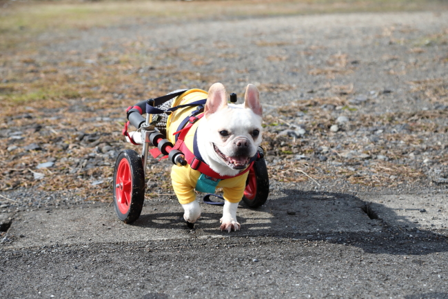 愛知県のフレンチブルドッグ　レノンちゃんがいらっしゃいました。