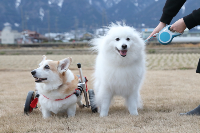 神奈川県のコーギー　空（クウ）ちゃんがいらっしゃいました。