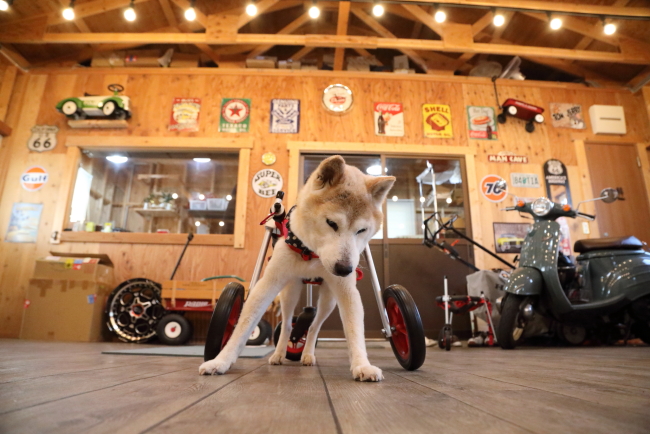 愛知県の柴犬　ポップちゃんがいらっしゃいました。