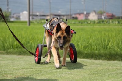 福岡県のシェパード　あどあちゃんの犬の車椅子