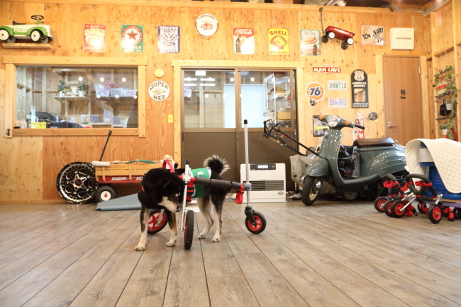 京都府の柴犬　クロちゃんがいらっしゃいました。