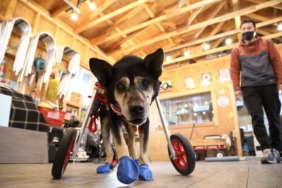 岐阜県の中型犬　マレーちゃんがいらっしゃいました。