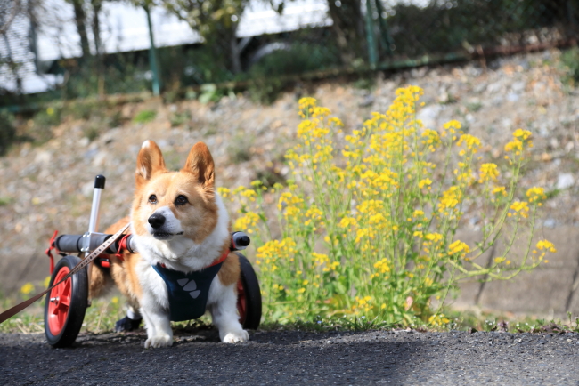 滋賀県のコーギー　モコ太ちゃんがいらっしゃいました。