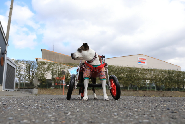 兵庫県のアメリカンスタッフォードシャーテリア　アリスちゃんがいらっしゃいました。