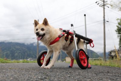 岐阜県の中型犬　ゆきちゃんがいらっしゃいました。