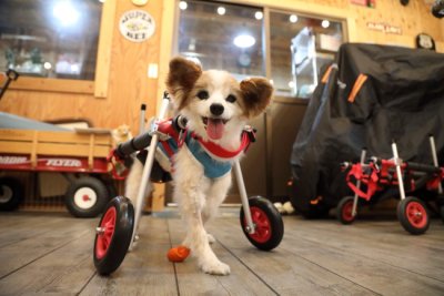 岐阜県のパピヨン　ムックちゃんがいらっしゃいました