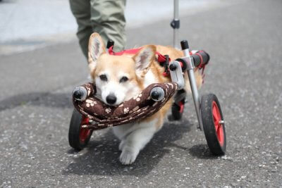 岐阜県のマイちゃんがいらっしゃいました。