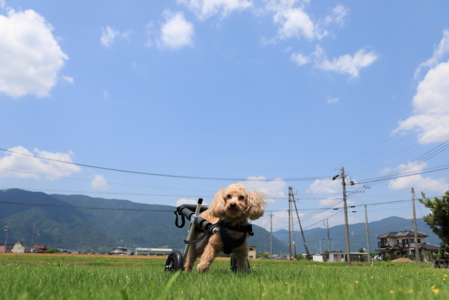 岐阜県のトイプードル　ジョー君がいらっしゃいました