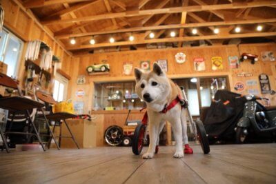 岐阜県の柴犬　さくらちゃんがいらっしゃいました。