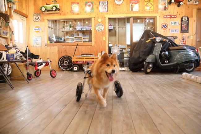 岐阜県の中型犬　ノベニイちゃんがいらっしゃいました