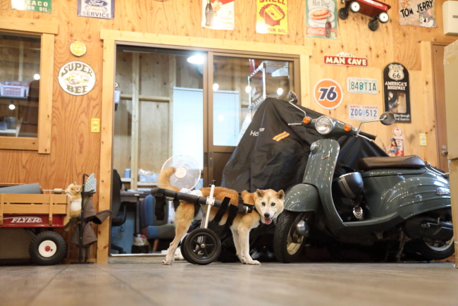 岐阜県の柴犬　そういちろう君がいらっしゃいました