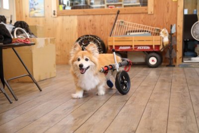 岐阜県のコーギー　コンちゃんがいらっしゃいました