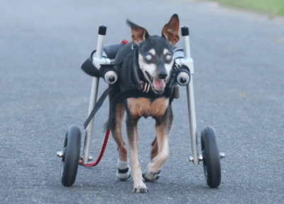 お客様の声｜犬用車椅子・歩行器の【はな工房】｜オーダーメイド可