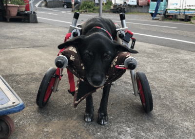 お客様の声｜犬用車椅子・歩行器の【はな工房】｜オーダーメイド可