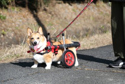 ブログ 犬用車椅子 歩行器の はな工房 オーダーメイド可