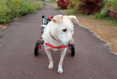 お客様の声｜犬用車椅子・歩行器の【はな工房】｜オーダーメイド可