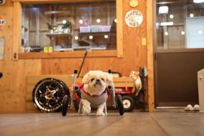 愛知県のペキニーズ　くうちゃんがいらっしゃいました