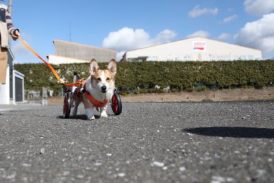 愛知県のコーギー　ランちゃんがいらっしゃいました。