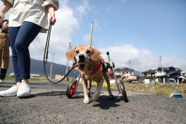 愛知県の中型犬　めいちゃんがいらっしゃいました。