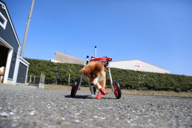 岐阜県の中型犬　豊作ちゃんがいらっしゃいました。