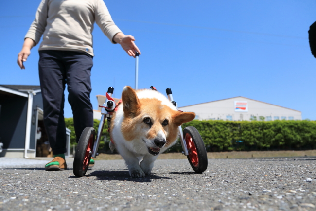 滋賀県のコーギー　モコ太ちゃんがいらっしゃいました。