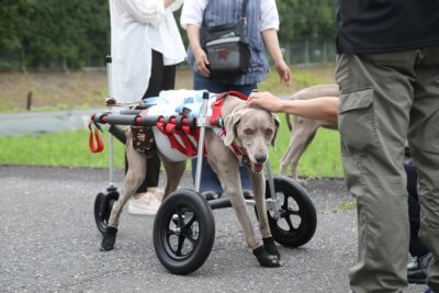 愛知県のワイマラナー　グレイスちゃんの車椅子