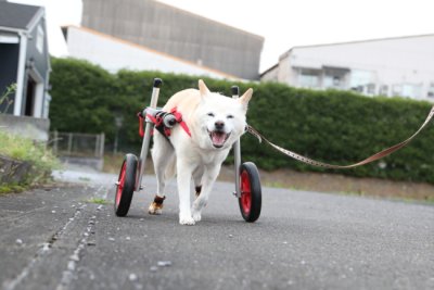 岐阜県の柴犬　バニラちゃんの車椅子