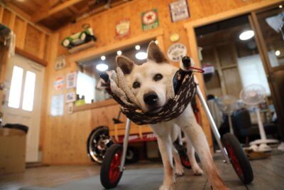 滋賀県の中型犬　タロちゃんがいらっしゃいました。