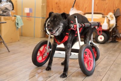 岐阜県の大型犬　ハルちゃんがいらっしゃいました