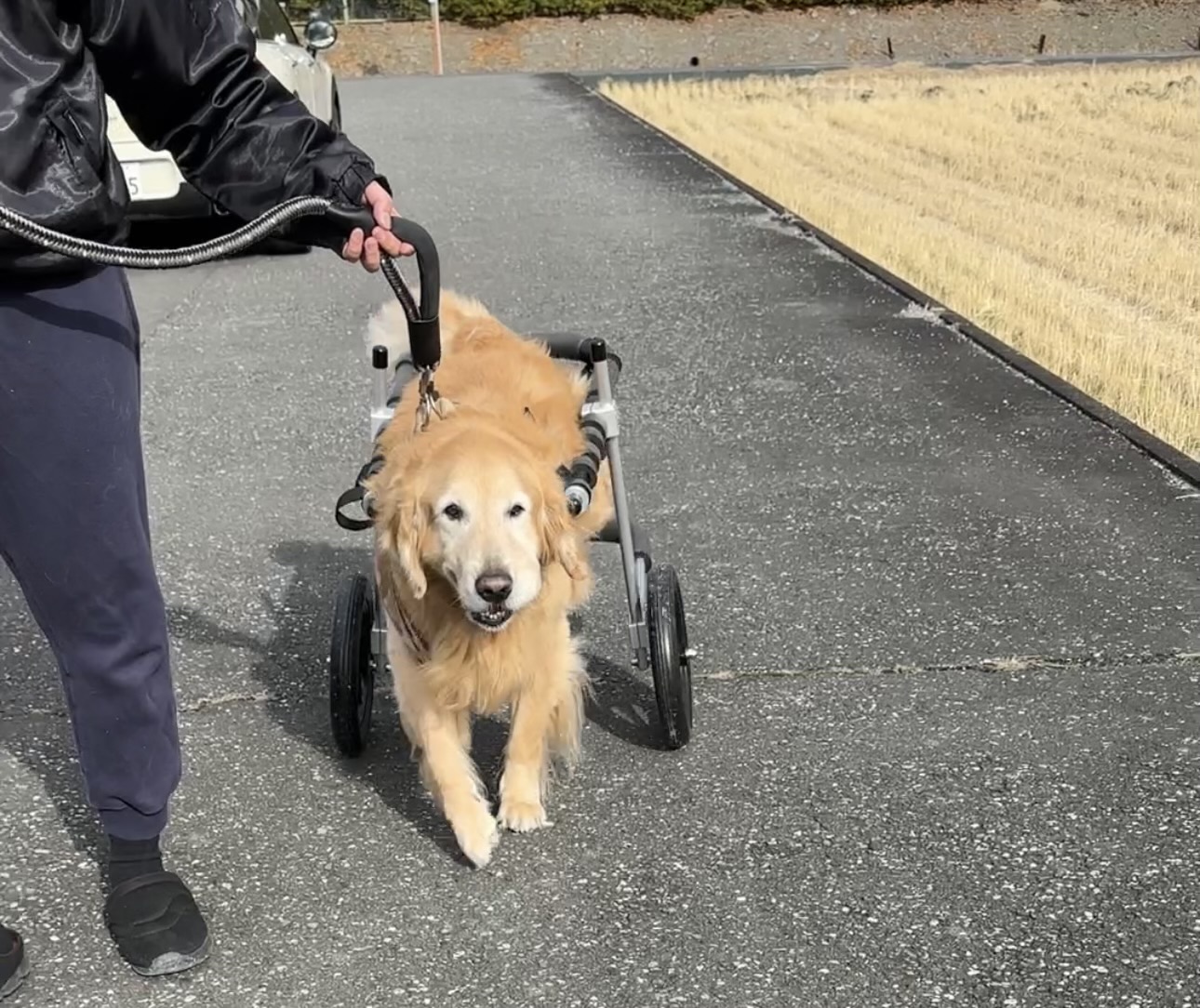 岐阜県のゴールデンレトリーバー　ルイちゃんがいらっしゃいました