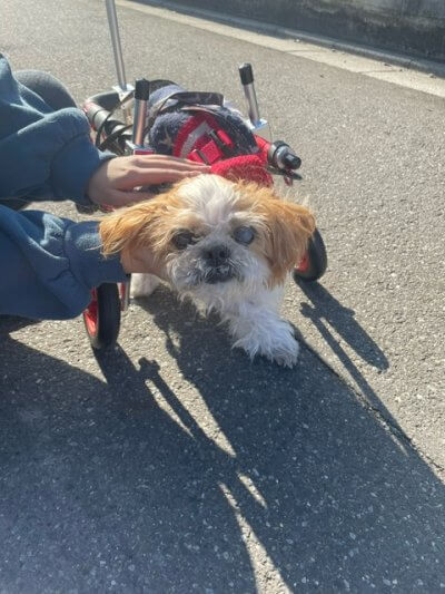 お客様の声｜犬用車椅子・歩行器の【はな工房】｜オーダーメイド可