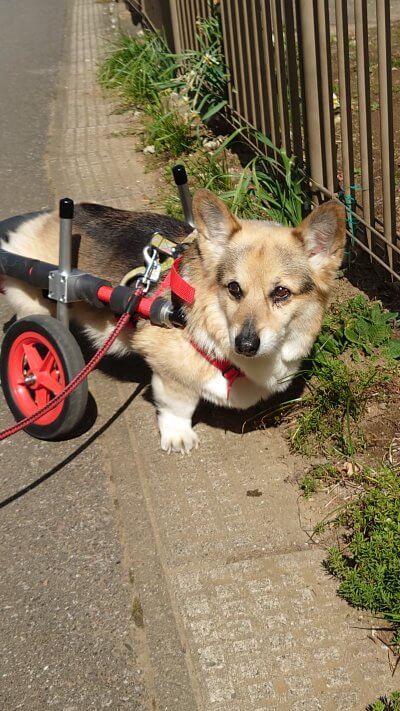 犬用車椅子・歩行器の【はな工房】｜オーダーメイド&全国対応可