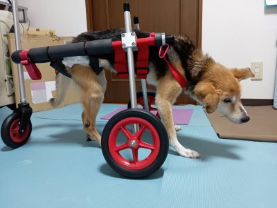 犬用車椅子・歩行器の【はな工房】｜オーダーメイド&全国対応可