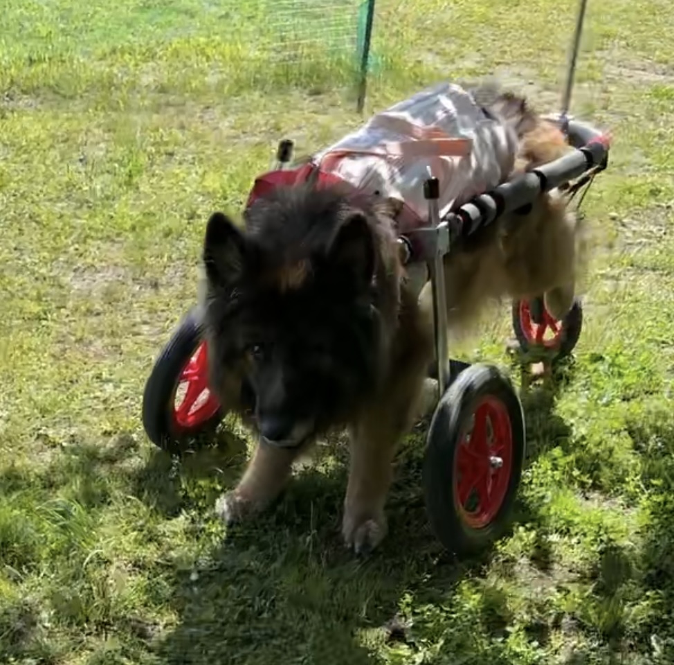 長野県のシェパード　ショコラちゃんの車椅子