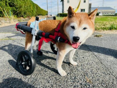 岐阜県の柴犬　ジョンくんがいらっしゃいました。