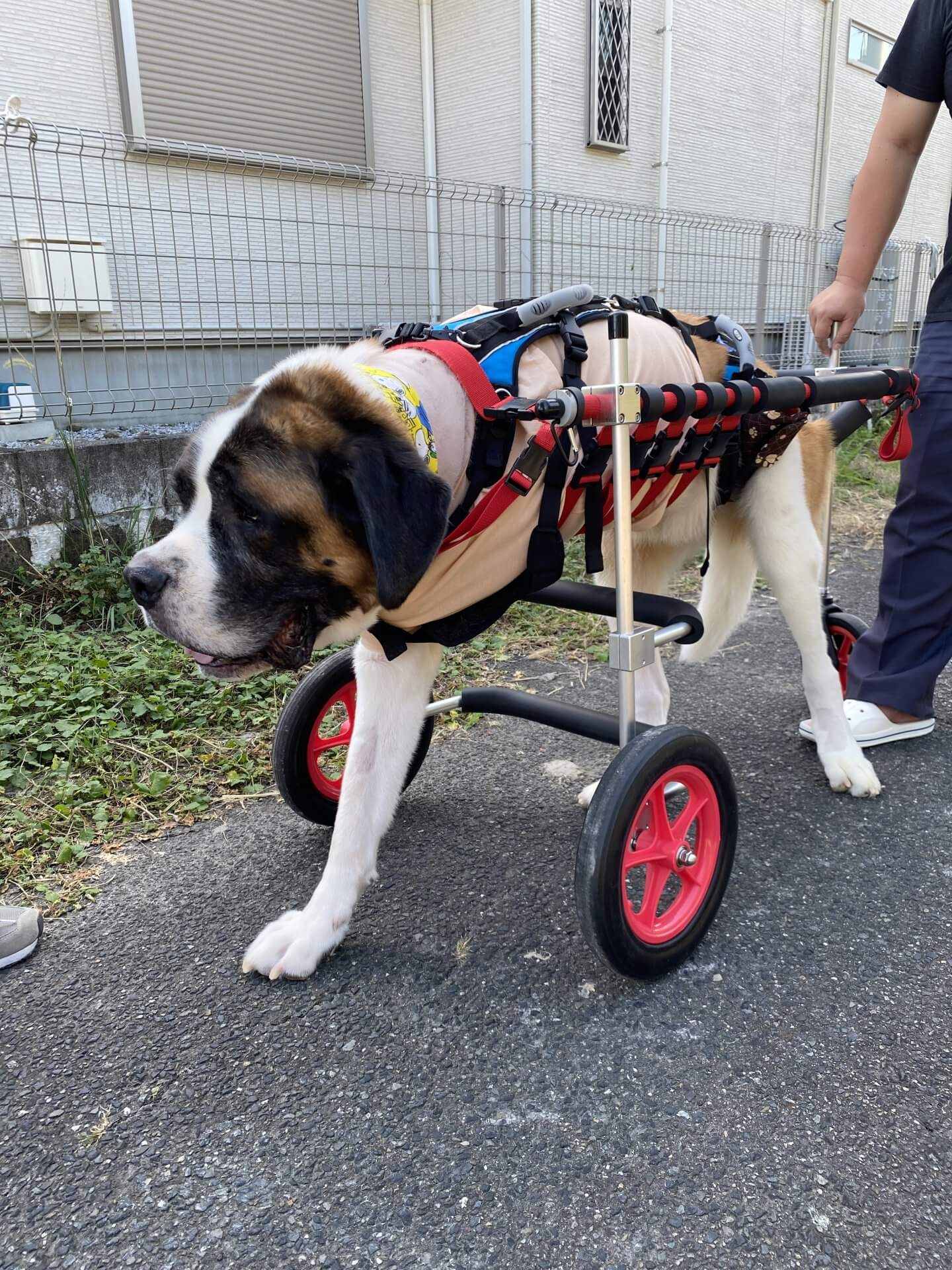 滋賀県のセントバーナード　オラフちゃんがいらっしゃいました。