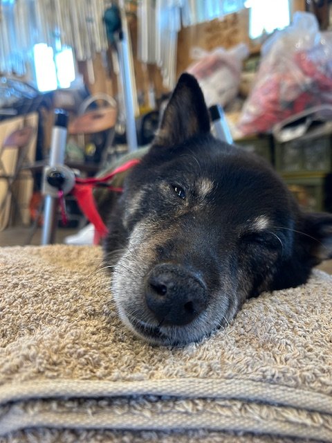 岐阜県の柴犬　けんちゃんがいらっしゃいました。