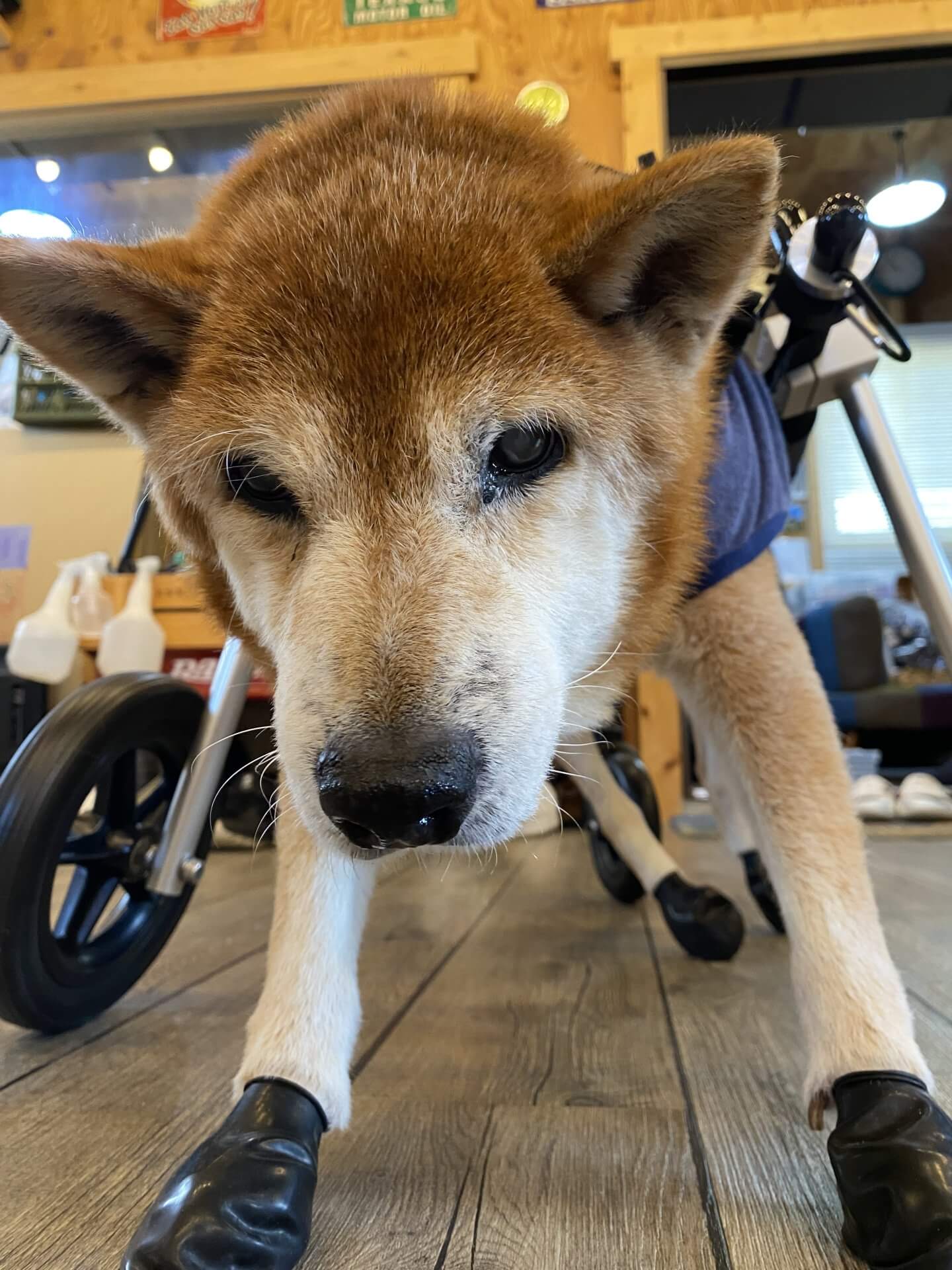 岐阜県の柴犬　りんたろうちゃんがいらっしゃいました。