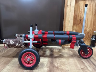 新潟県のジャックラッセルテリア　むぎちゃんの車椅子