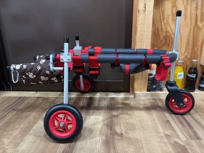 大阪府のキャバリア　タケルちゃんの車椅子