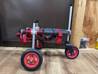 京都府のトイプードル　つぶらちゃんの車椅子