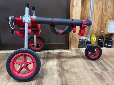 福島県のアメリカン・コッカースパニエル　ポコリちゃんの車椅子