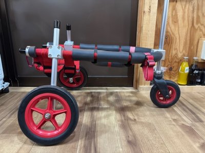 北海道のフレンチブルドッグ　ミルちゃんの車椅子