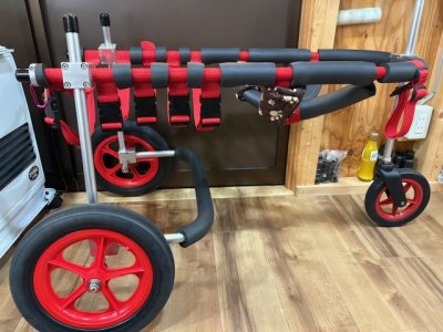 福岡県のラブラドールレトリーバー　円（まる）ちゃんの車椅子
