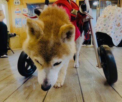岐阜県の柴犬　あわちゃんがいらっしゃいました。