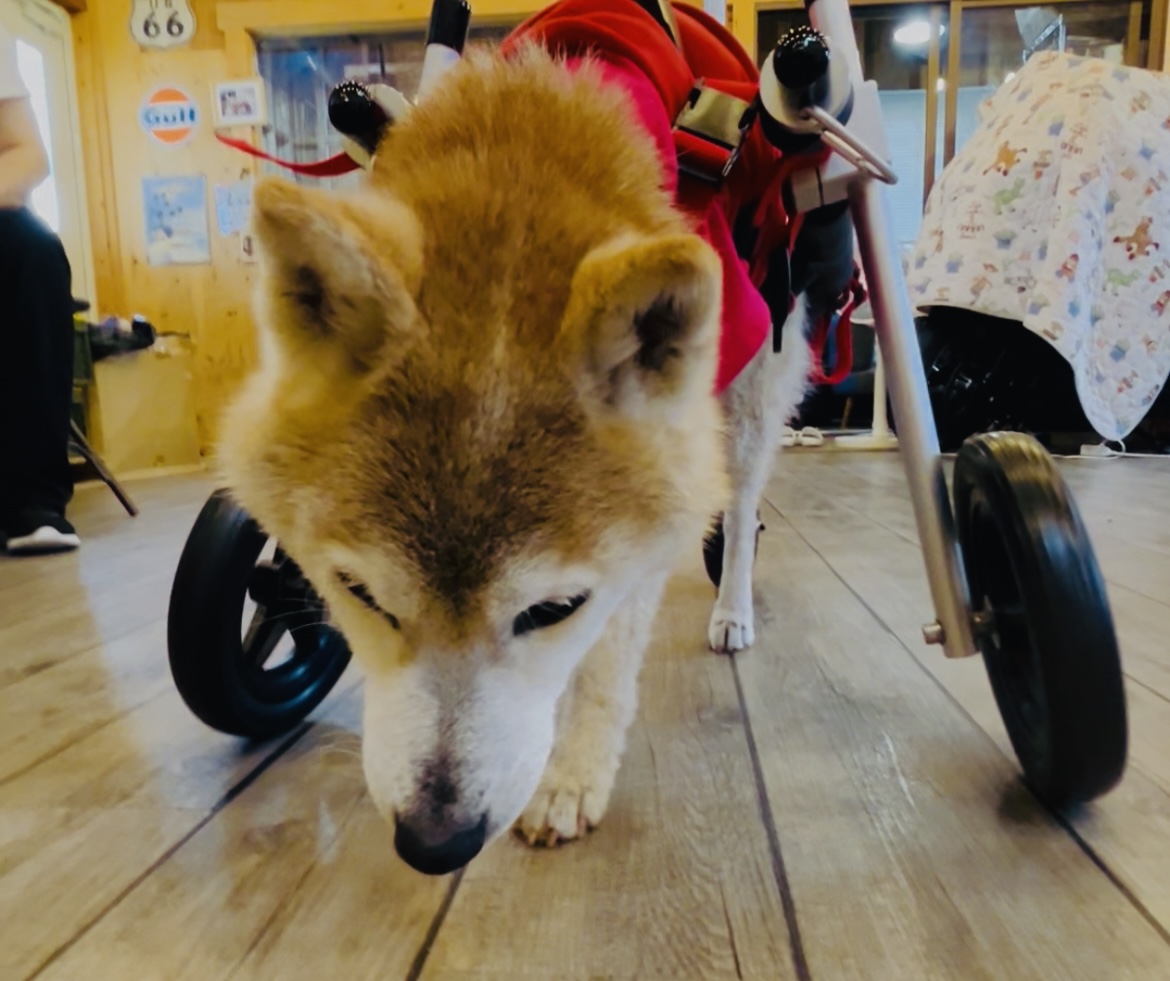 岐阜県の柴犬　あわちゃんがいらっしゃいました。