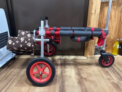 福島県の柴犬　みどりちゃんの車椅子