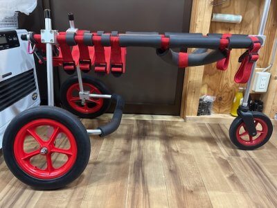 東京都のオーストラリアンシェパード　レオンちゃんの車椅子