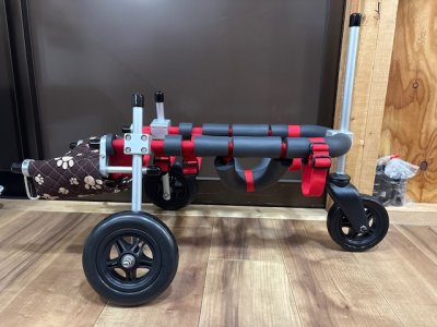 東京都のトイプードル　ココちゃんの車椅子