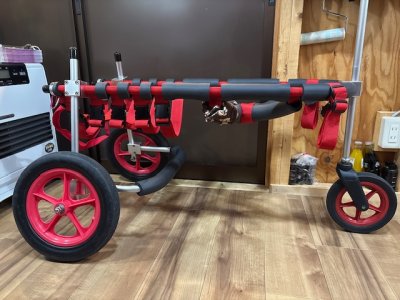 東京都のゴールデンレトリーバー　こむぎちゃんの車椅子